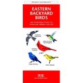 Waterford Press Waterford Press WFP1583550748 Eastern Backyard Birds Book: An Introduction to Familiar Urban Species (Regional Nature Guides) WFP1583550748